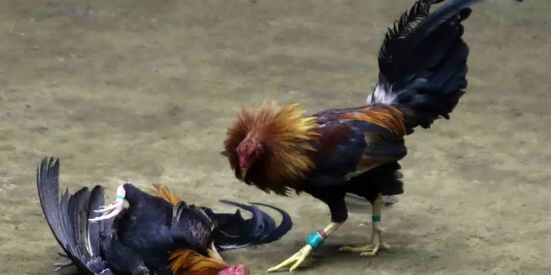 Đá gà 789club Giới Thiệu Về Đá Gà 789club